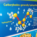 are carbohydrates hydrophilic or hydrophobic