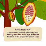 are cocoa beans a vegetable