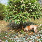 are tea olive trees poisonous to dogs