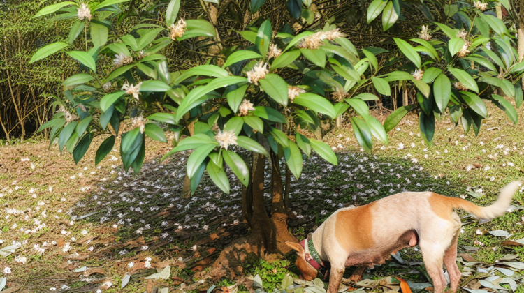 are tea olive trees poisonous to dogs