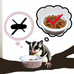 can sugar gliders eat ferret food