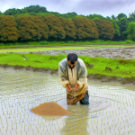 can you plant millet in standing water