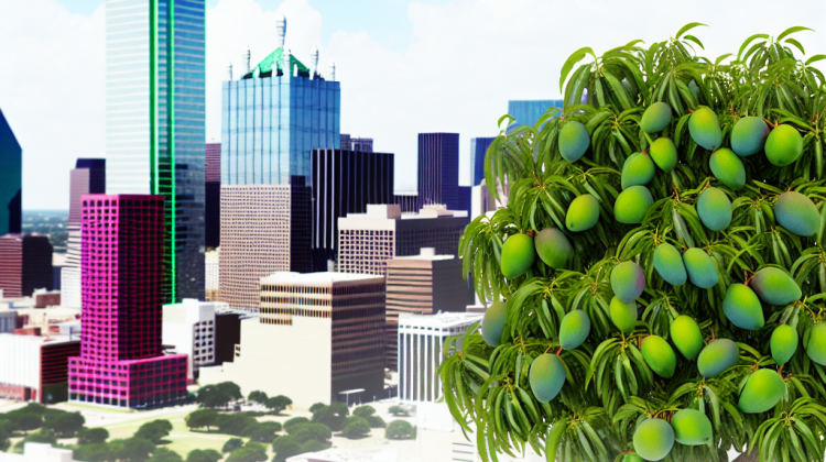 growing mango tree in dallas