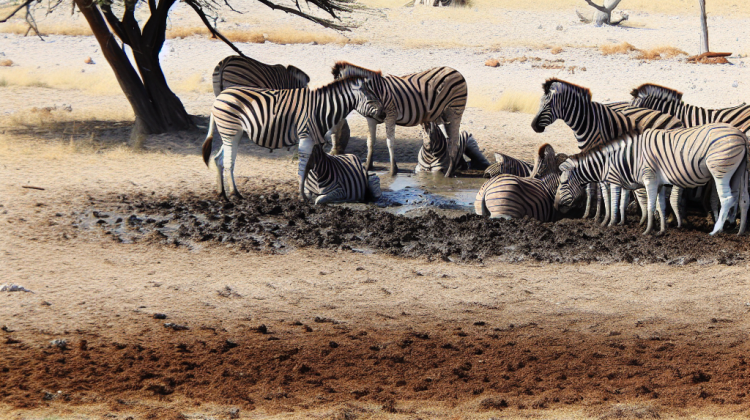 how do zebras maintain homeostasis