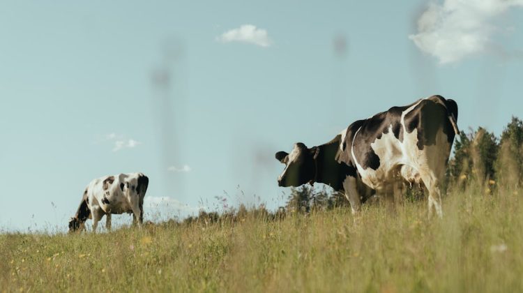 loathsome memories of the dying farming