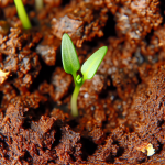 what do jalapeno pepper sprouts look like