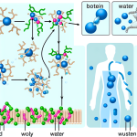 what is the relationship between body proteins and water