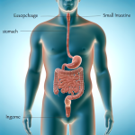 where is undigested food stored in the body